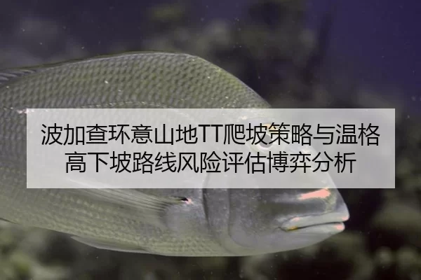 bo-jia-cha-huan-yi-shan-di-pa-po-ce-lve-yu-wen-ge-gao-xia-po-lu-xian-feng-xian-ping-gu-bo-yi-fen-xi-2-119.jpg